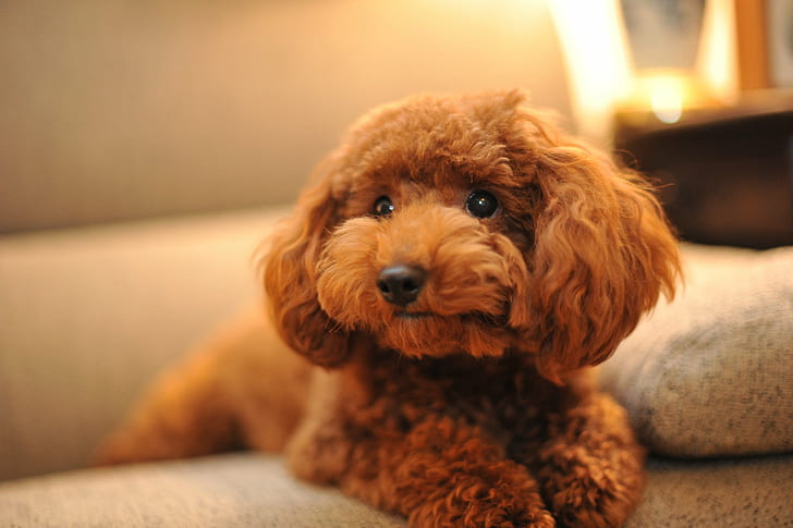 Miniature Poodle